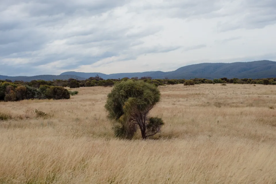 Open golden grassland with scattered shrubs and distant hills beneath a cloudy sky, at Thalia Haven on the East Coast of Tasmania, Australia, for an Elopement Collective elopement. Photograph by Joey Willis.
