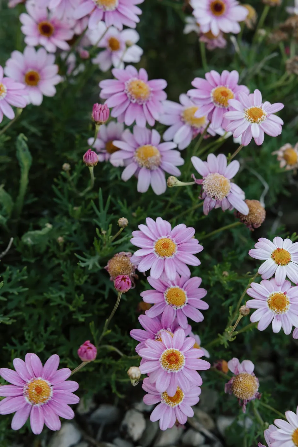 Pink daisies with yellow centres growing among green leaves in the garden, at Thalia Haven on the East Coast of Tasmania, for an Elopement Collective elopement. Photograph by Bulb Creative.
