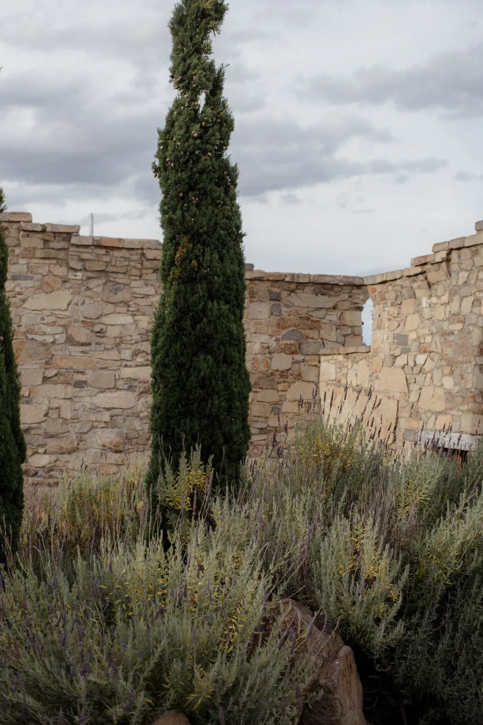 A tall cypress tree growing beside stone walls and garden plants, at Thalia Haven on the East Coast of Tasmania, Australia, for an Elopement Collective elopement. Photograph by Joey Willis.