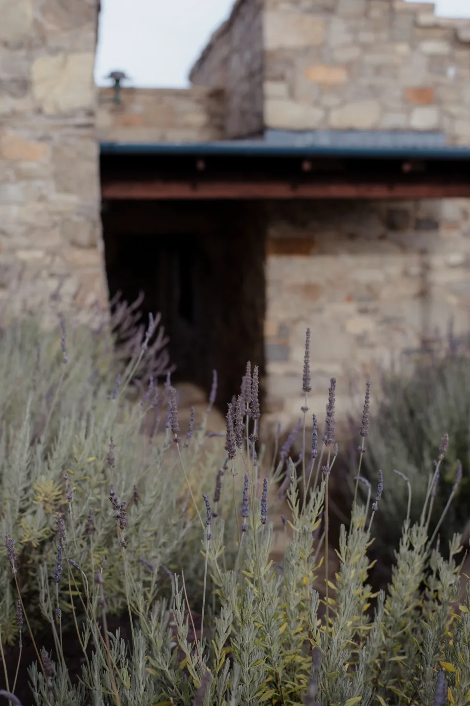A timber doorway in a stone building surrounded by silvery garden foliage, at Thalia Haven on the East Coast of Tasmania, Australia, for an Elopement Collective elopement. Photograph by Joey Willis.