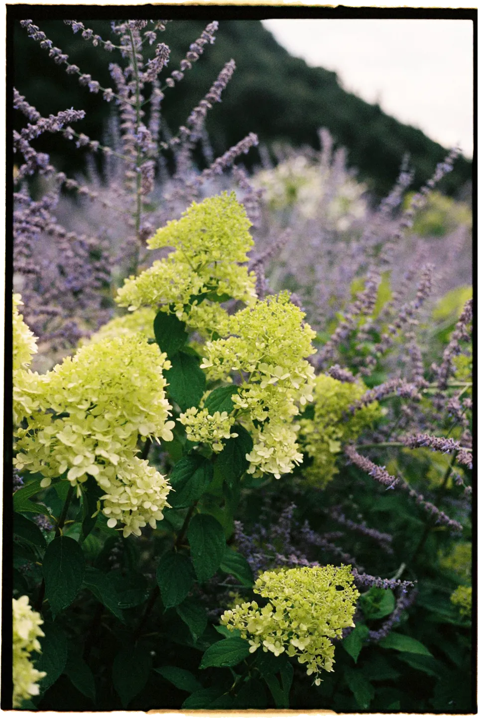 Green hydrangeas and purple flowers growing in the villa garden, at Villa San Michele in Fiesole above Florence, Tuscany, Italy, for an Elopement Collective elopement. Film photograph by Khara from House of Lucie.