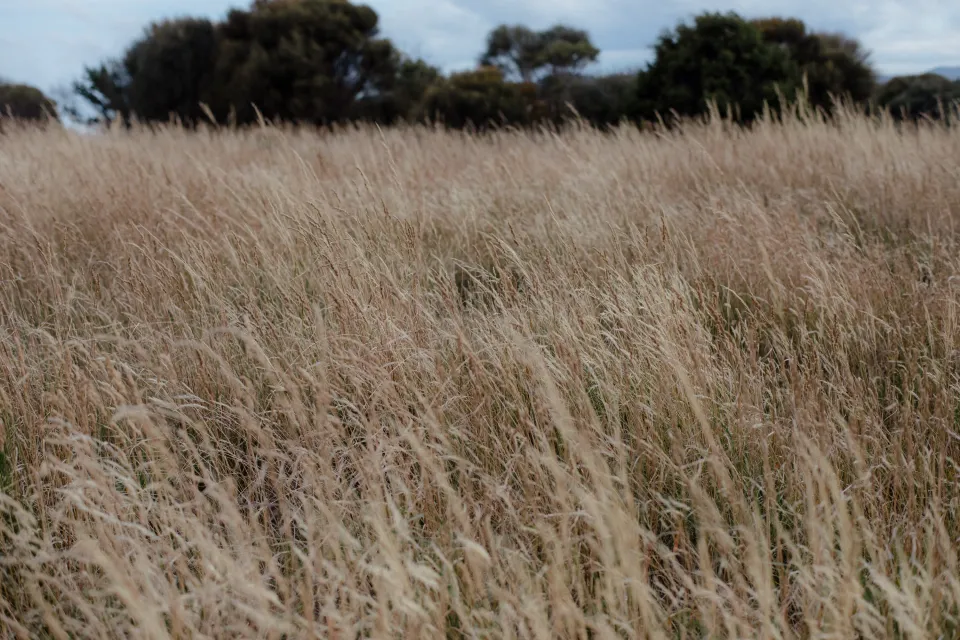 Tall dry grasses filling the coastal meadow, at Thalia Haven on the East Coast of Tasmania, Australia, for an Elopement Collective elopement. Photograph by Joey Willis.