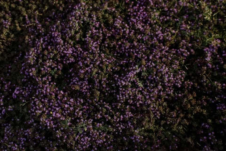 A close view of small purple flowers growing in the garden, at Thalia Haven on the East Coast of Tasmania, Australia, for an Elopement Collective elopement. Photograph by Joey Willis.