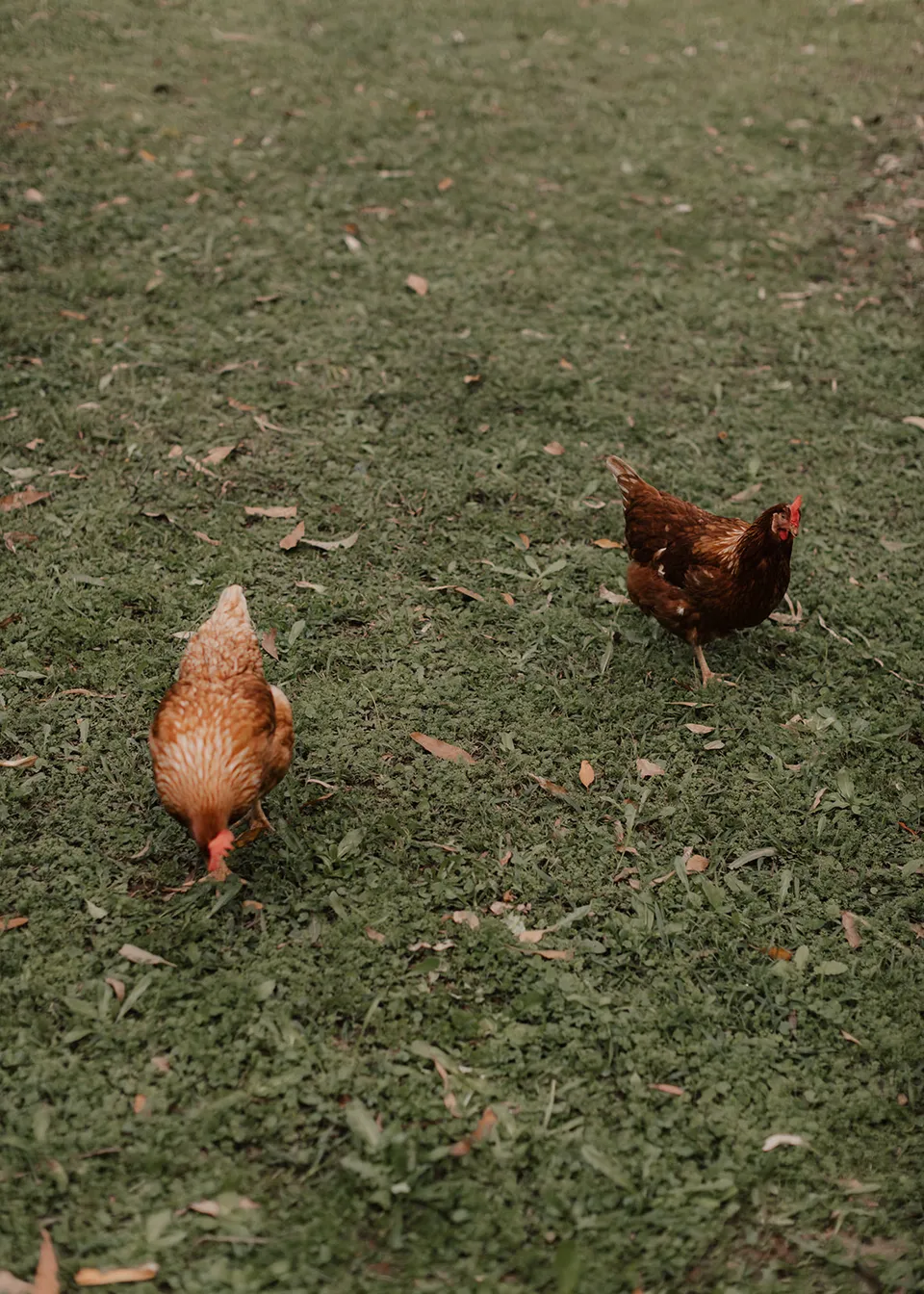 Two brown hens wandering across the grass. At Fig Tree Villa in Ewingsdale, Byron Bay, for an Elopement Collective elopement. Photograph by Bulb Creative.