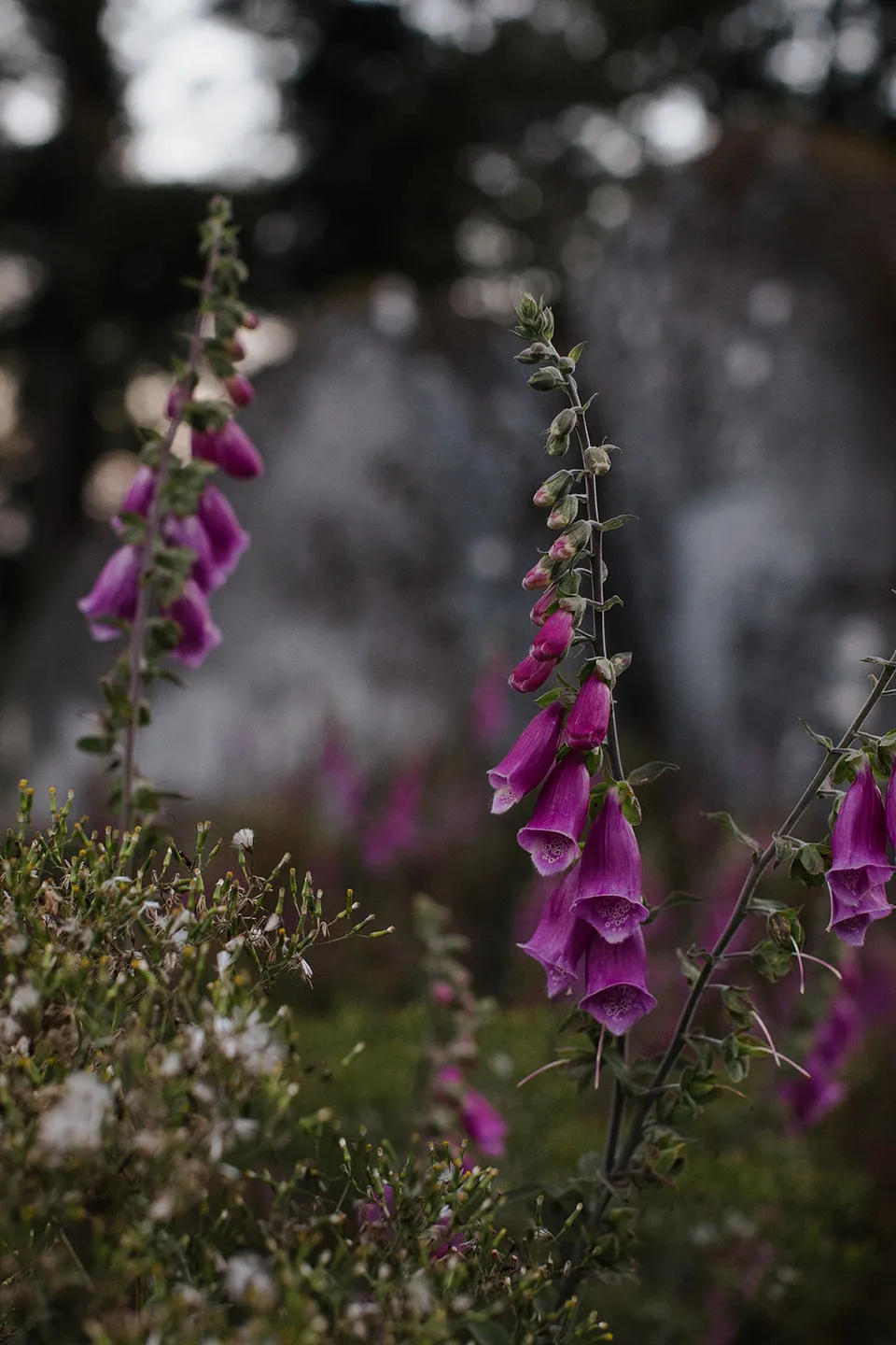 Pink bell-shaped flowers growing beside a lichen-covered boulder in The Keep’s woodland. At The Keep on Tasmania’s east coast, for an Elopement Collective elopement. Photograph by Jenna Agius.
