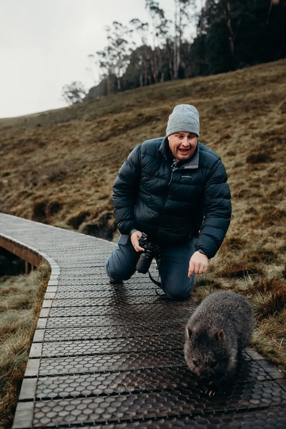 A person kneels on a timber boardwalk beside a wombat in alpine grassland.