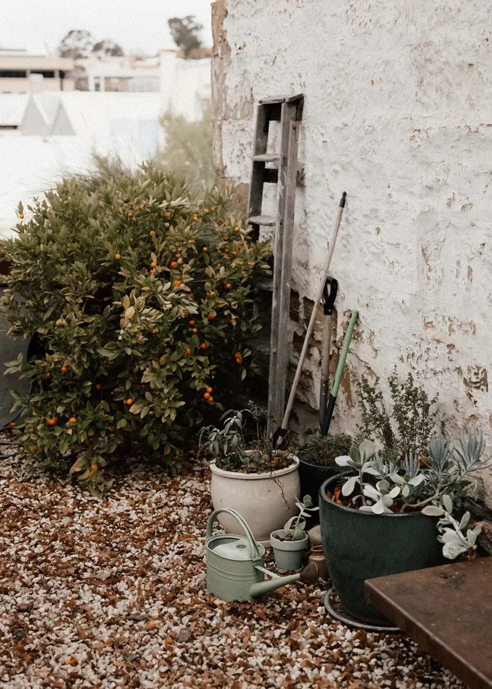 Potted plants, a watering can and a ladder beside a weathered cottage wall.
