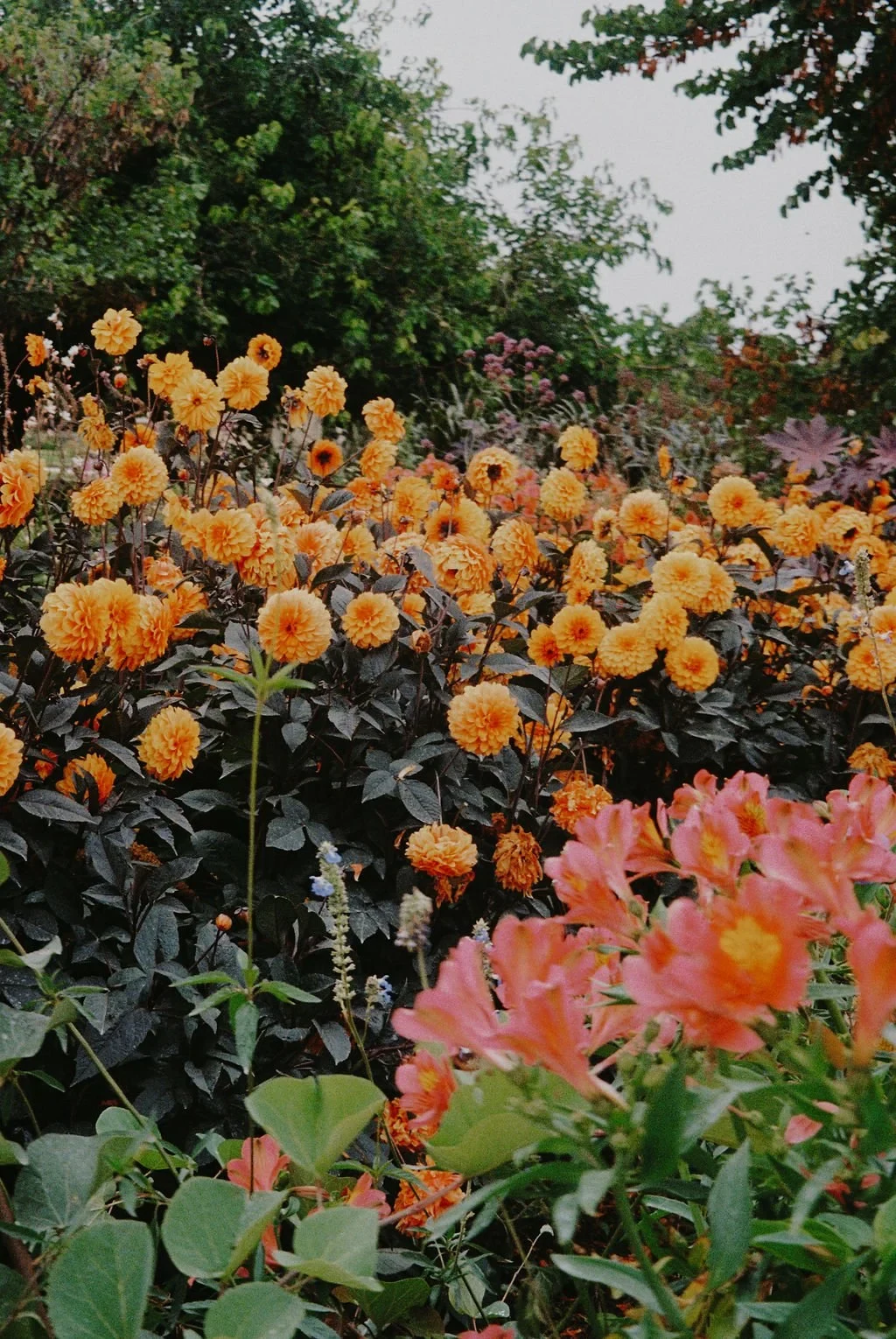 Garden filled with vibrant orange and pink flowers surrounded by lush greenery.