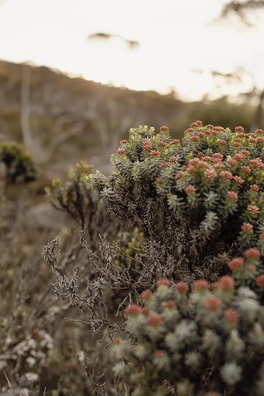 Tasmanian Elopement Locations by The Elopement Collective00079.jpg